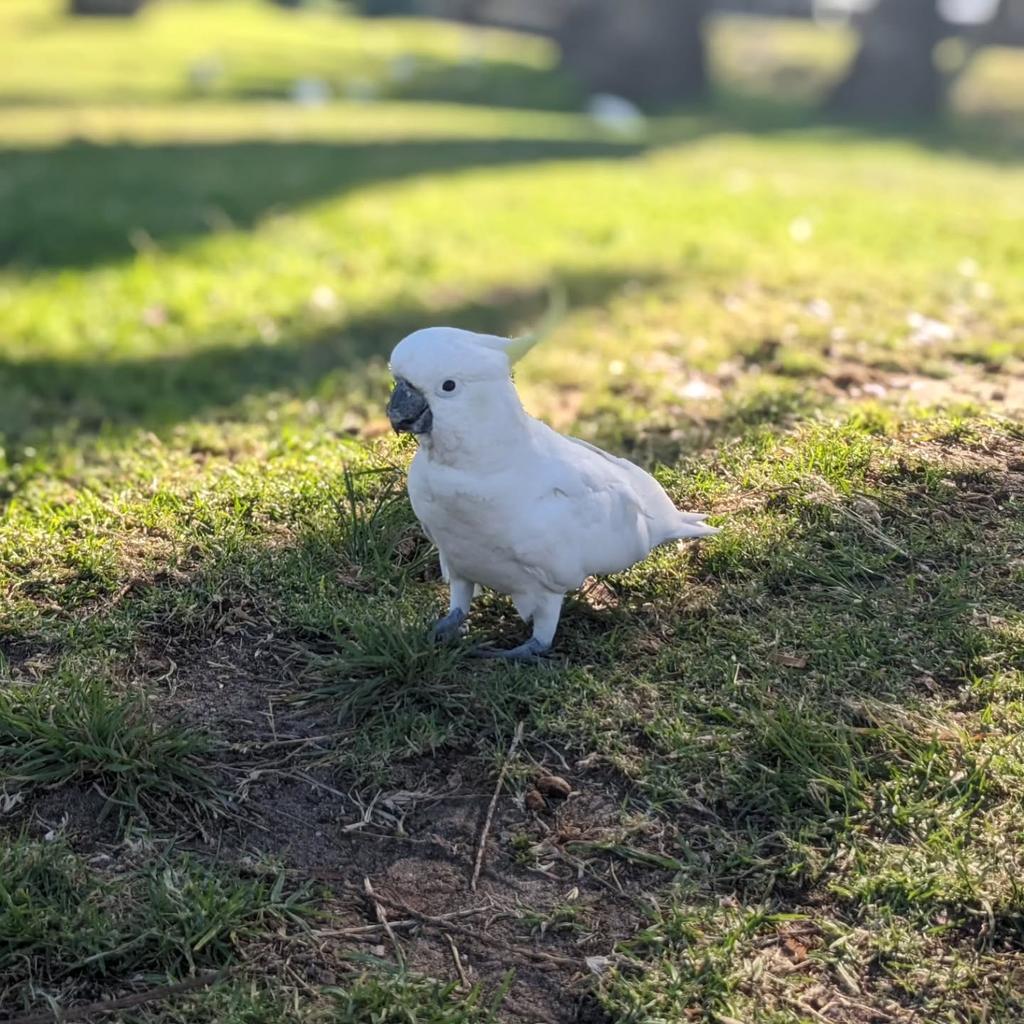 Všudy přítomní ptáci