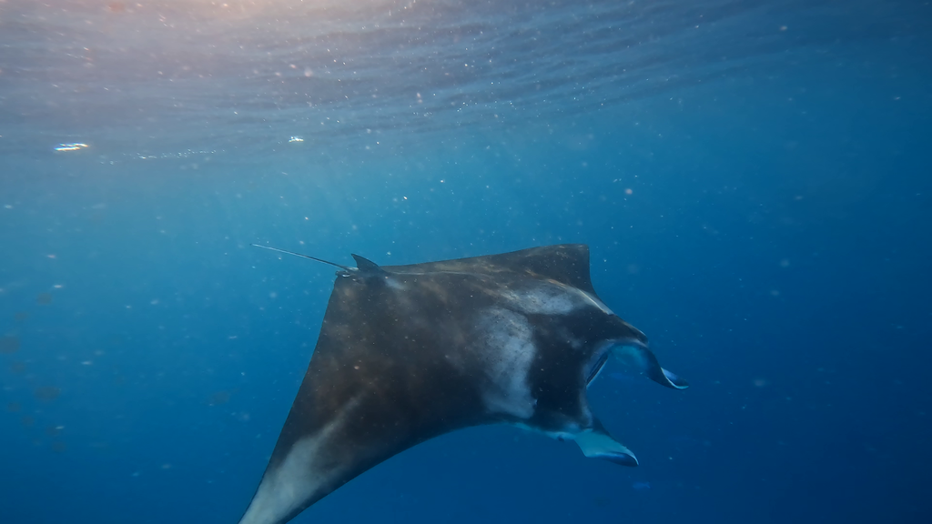 Manta